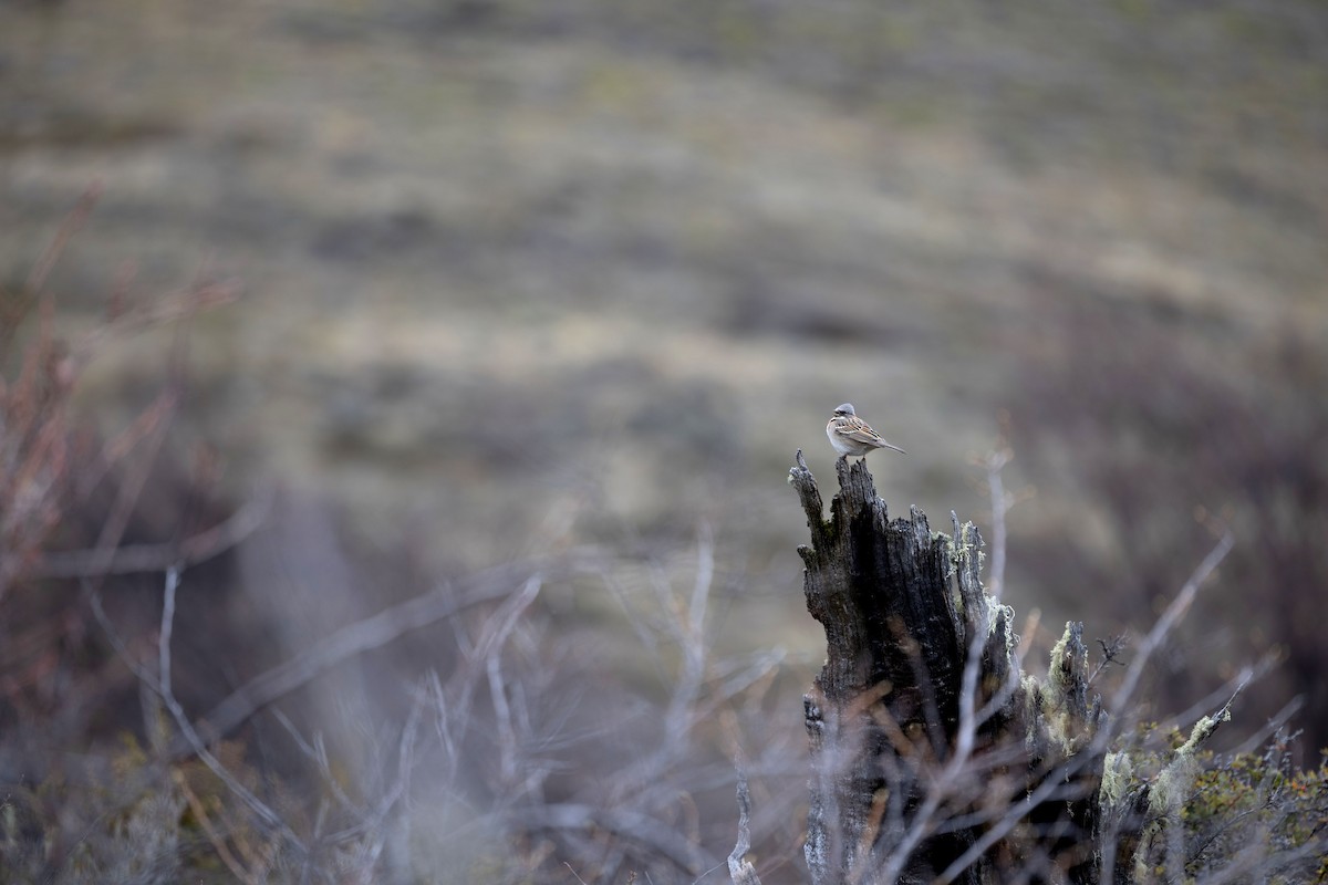 Rufous-collared Sparrow - ML633393193