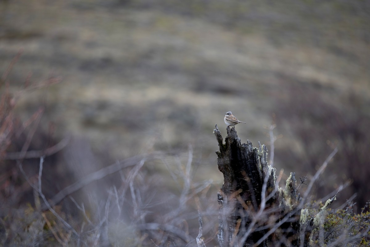 Rufous-collared Sparrow - ML633393194