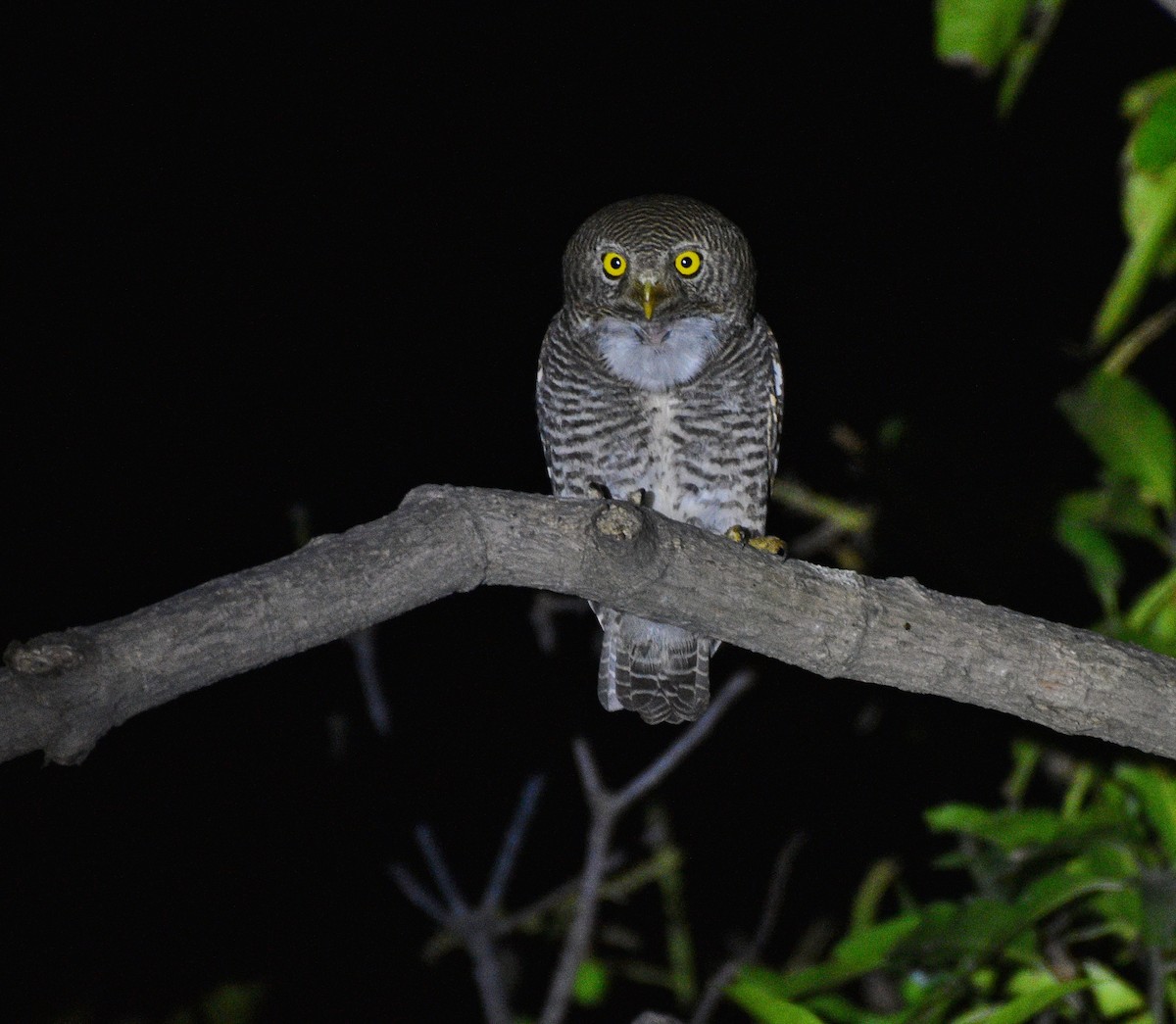 Jungle Owlet - ML633393328