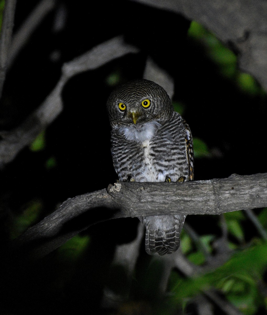 Jungle Owlet - ML633393329