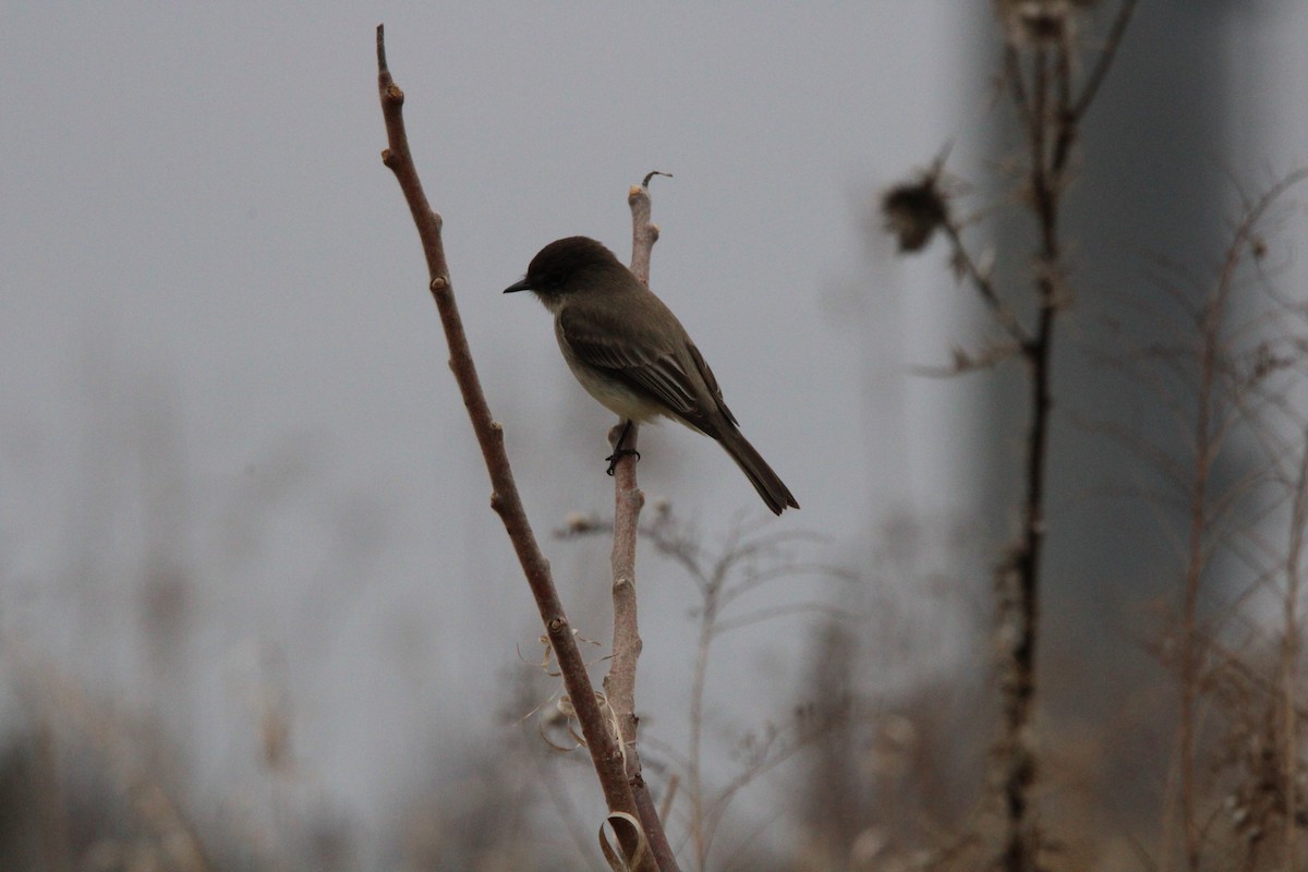 Eastern Phoebe - ML633393449