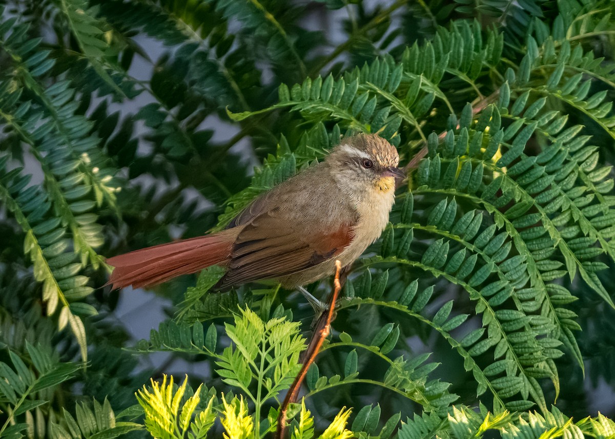 Olive Spinetail - ML633393490