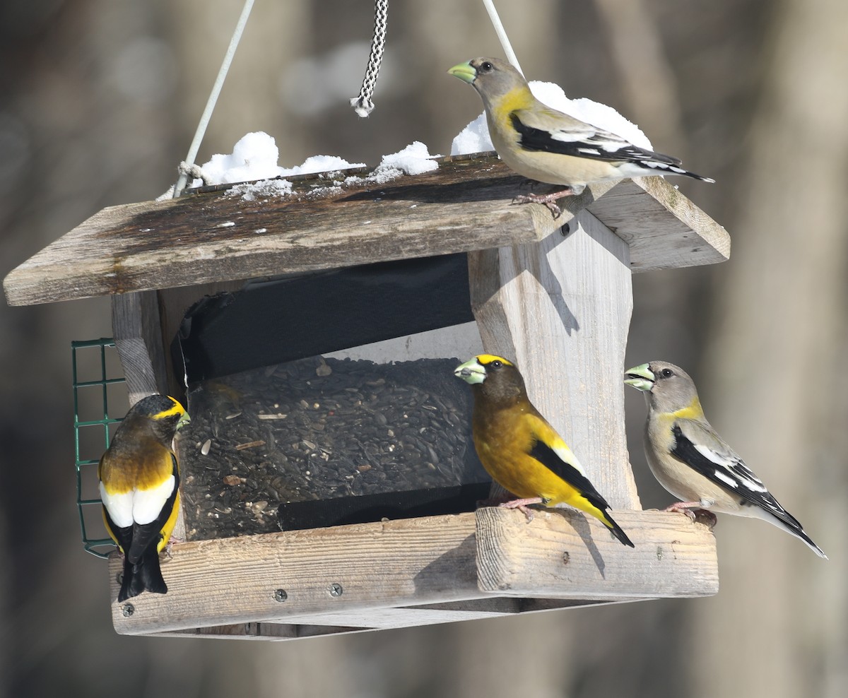 Evening Grosbeak - thom skelding