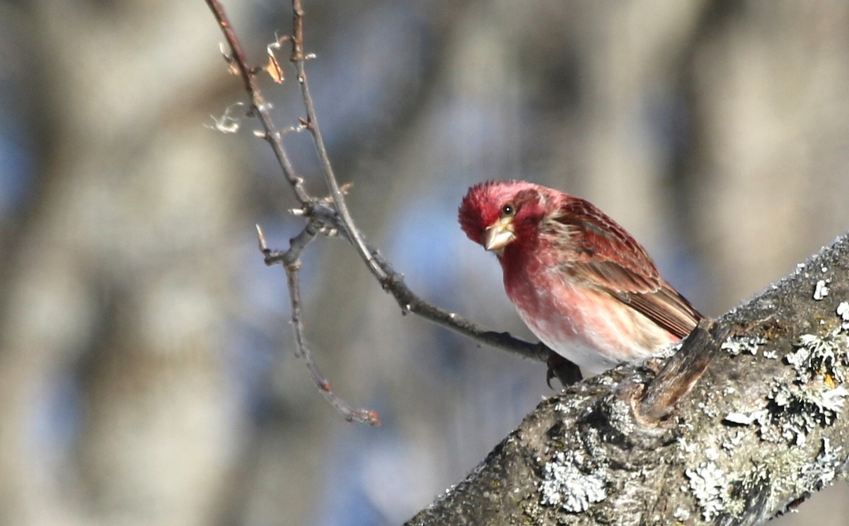 Purple Finch - thom skelding