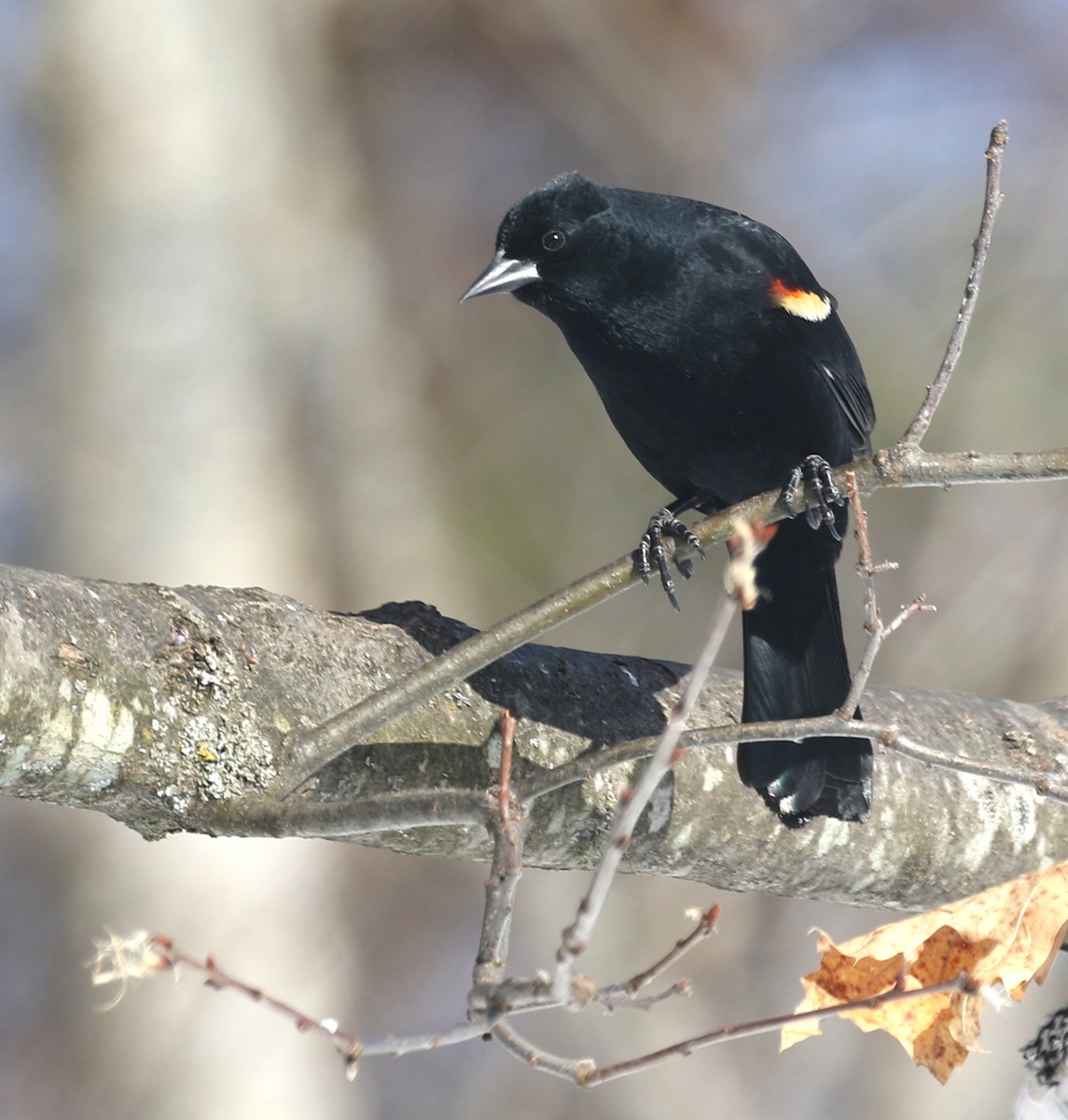 Red-winged Blackbird - thom skelding