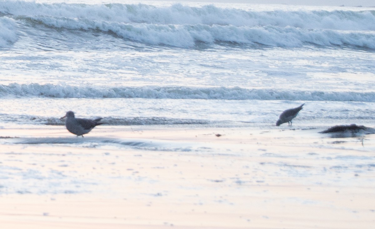 Heermann's Gull - ML633393795
