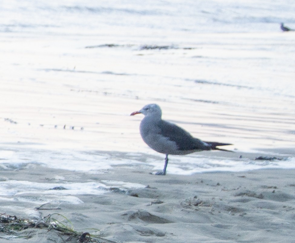 Heermann's Gull - ML633393796