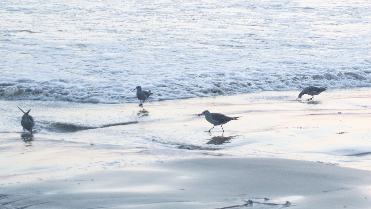Heermann's Gull - ML633393798