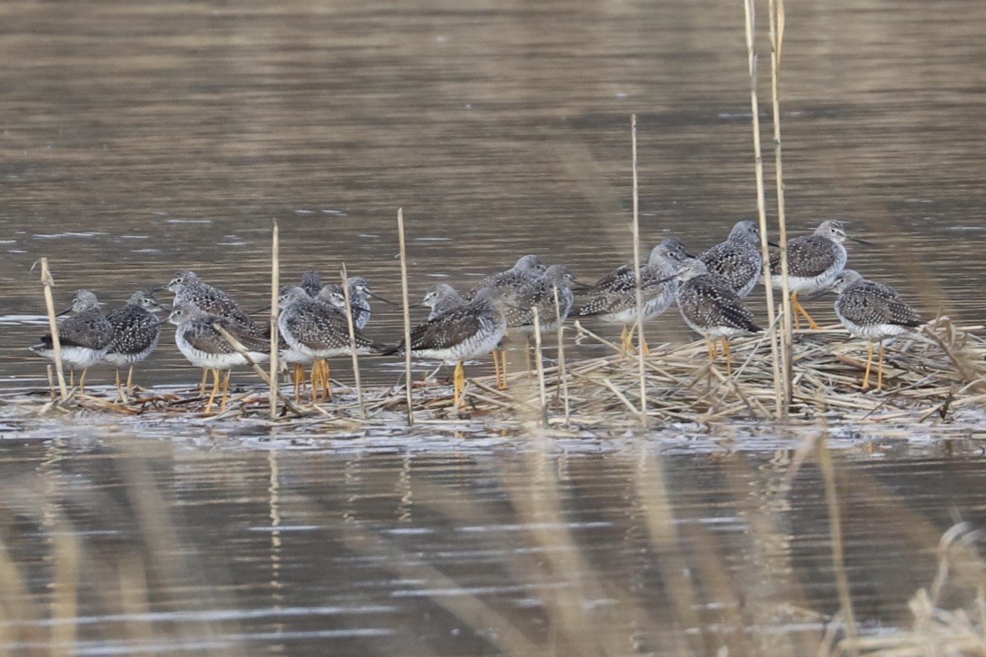 Greater Yellowlegs - ML633393926