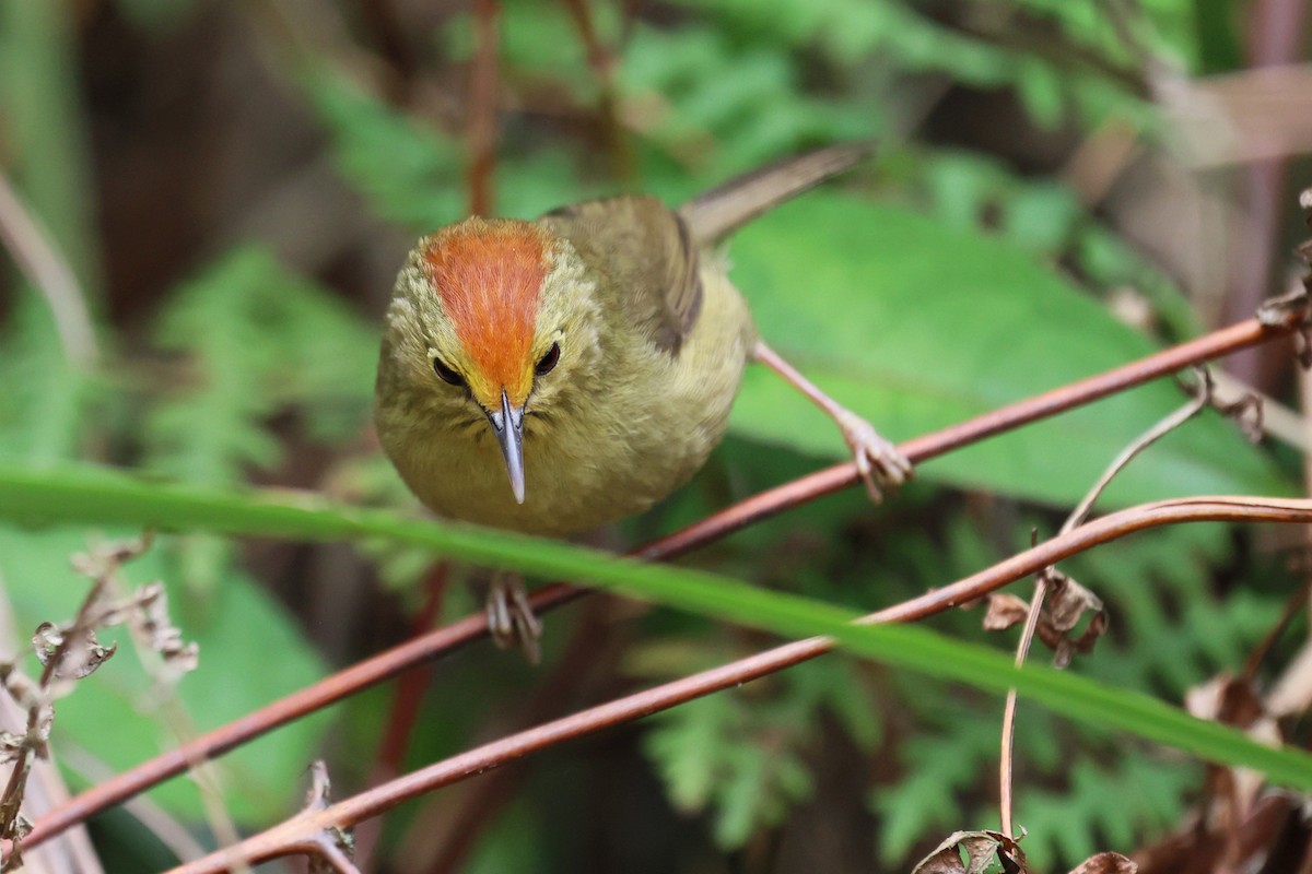 Rufous-capped Babbler - ML633393951