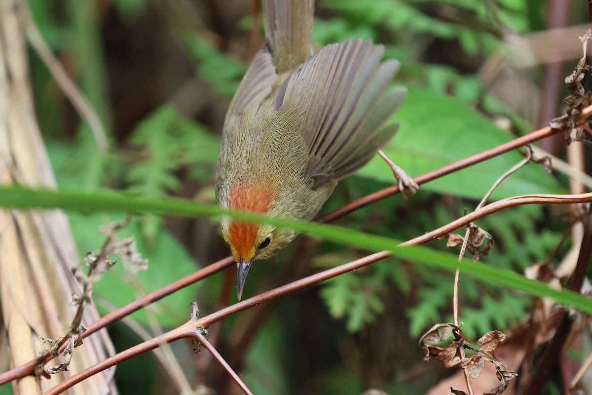 Rufous-capped Babbler - ML633393952