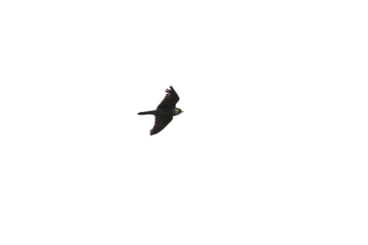 Peregrine Falcon - ML633393965