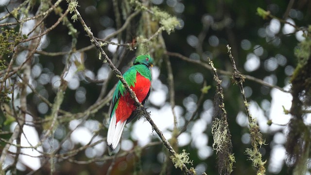 Crested Quetzal - ML633394110