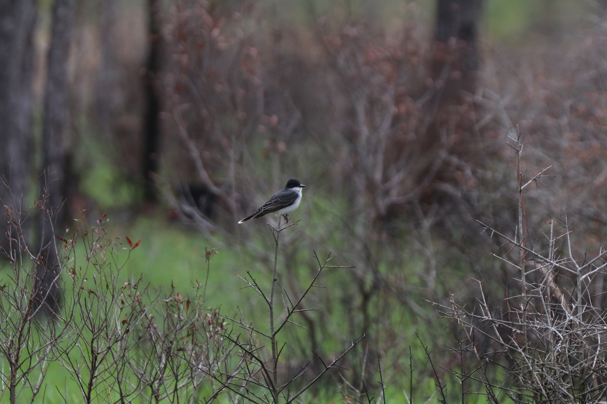 Eastern Kingbird - ML633394143