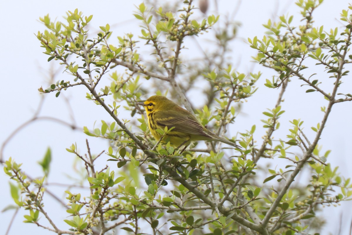 Prairie Warbler - ML633394270
