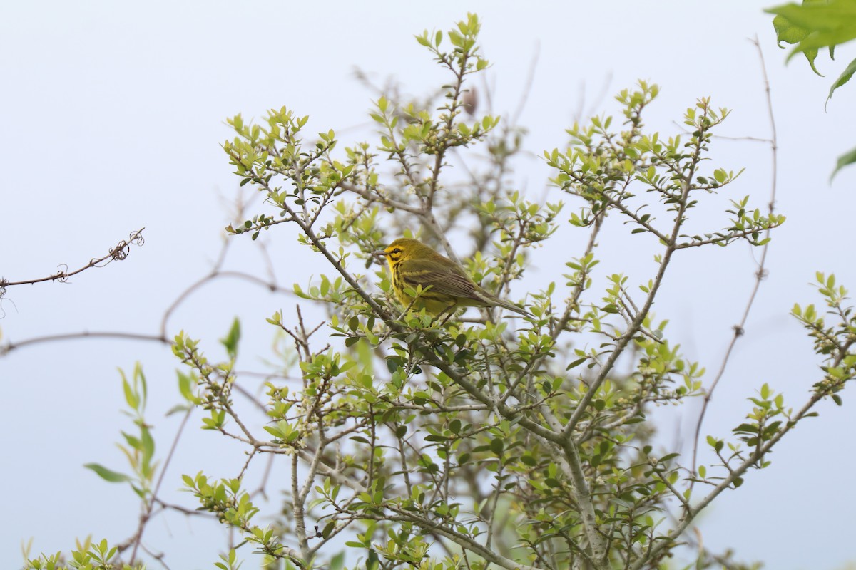 Prairie Warbler - ML633394273
