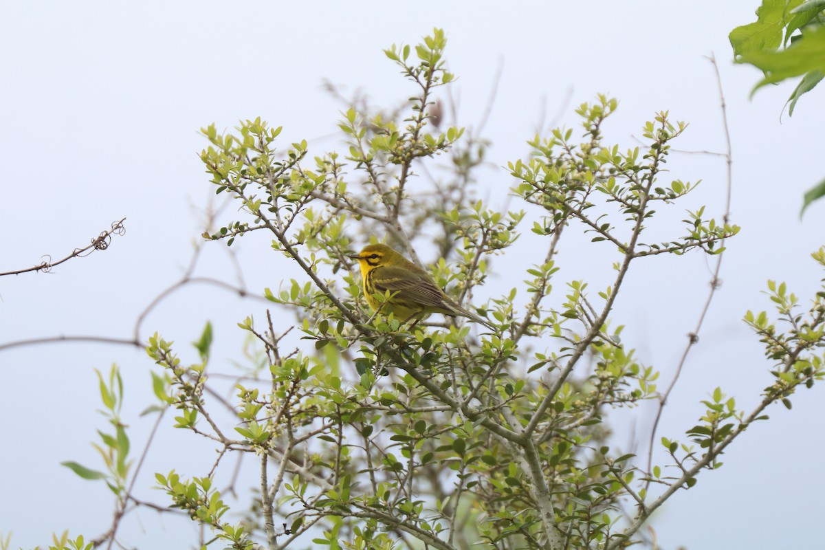 Prairie Warbler - ML633394275