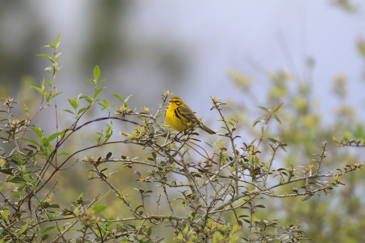 Prairie Warbler - ML633394278