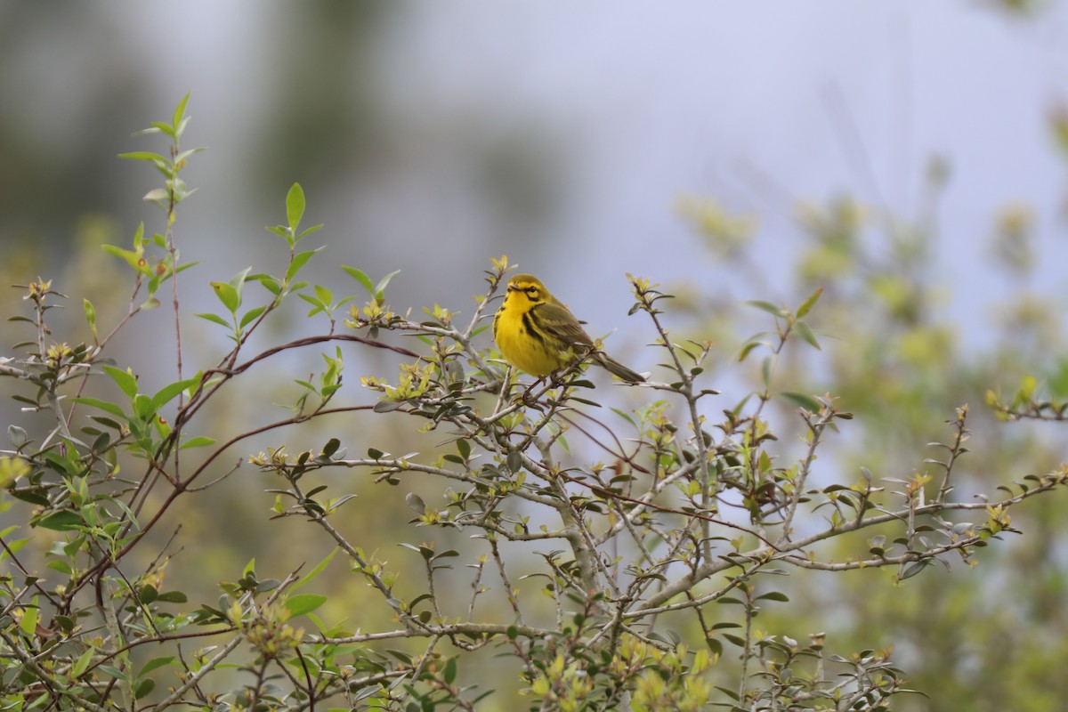 Prairie Warbler - ML633394283