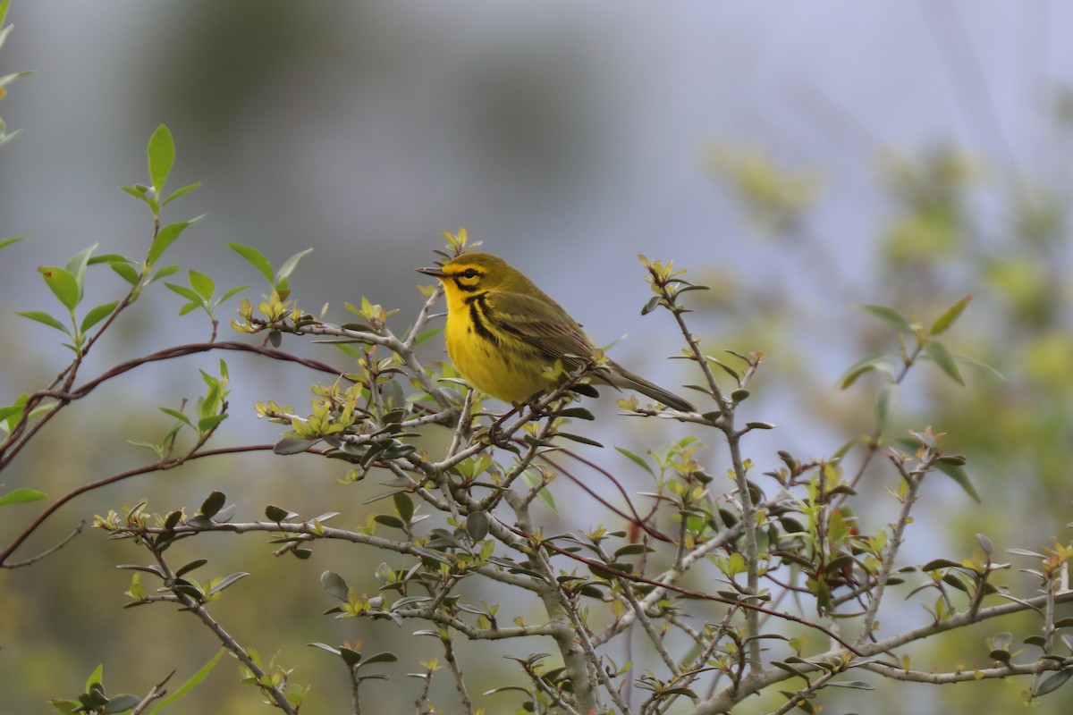 Prairie Warbler - ML633394291