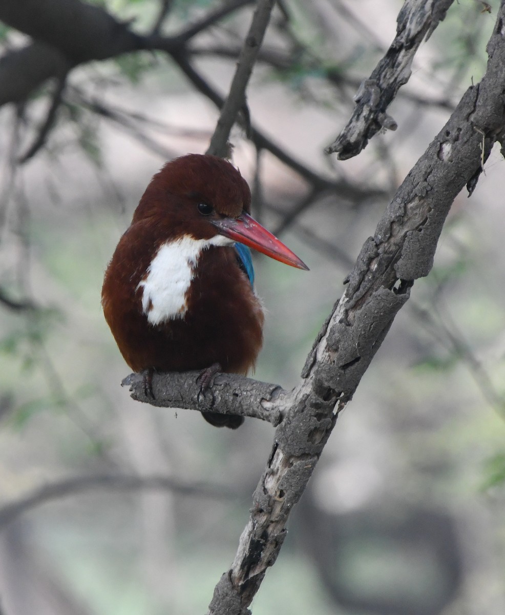 White-throated Kingfisher - ML633394390