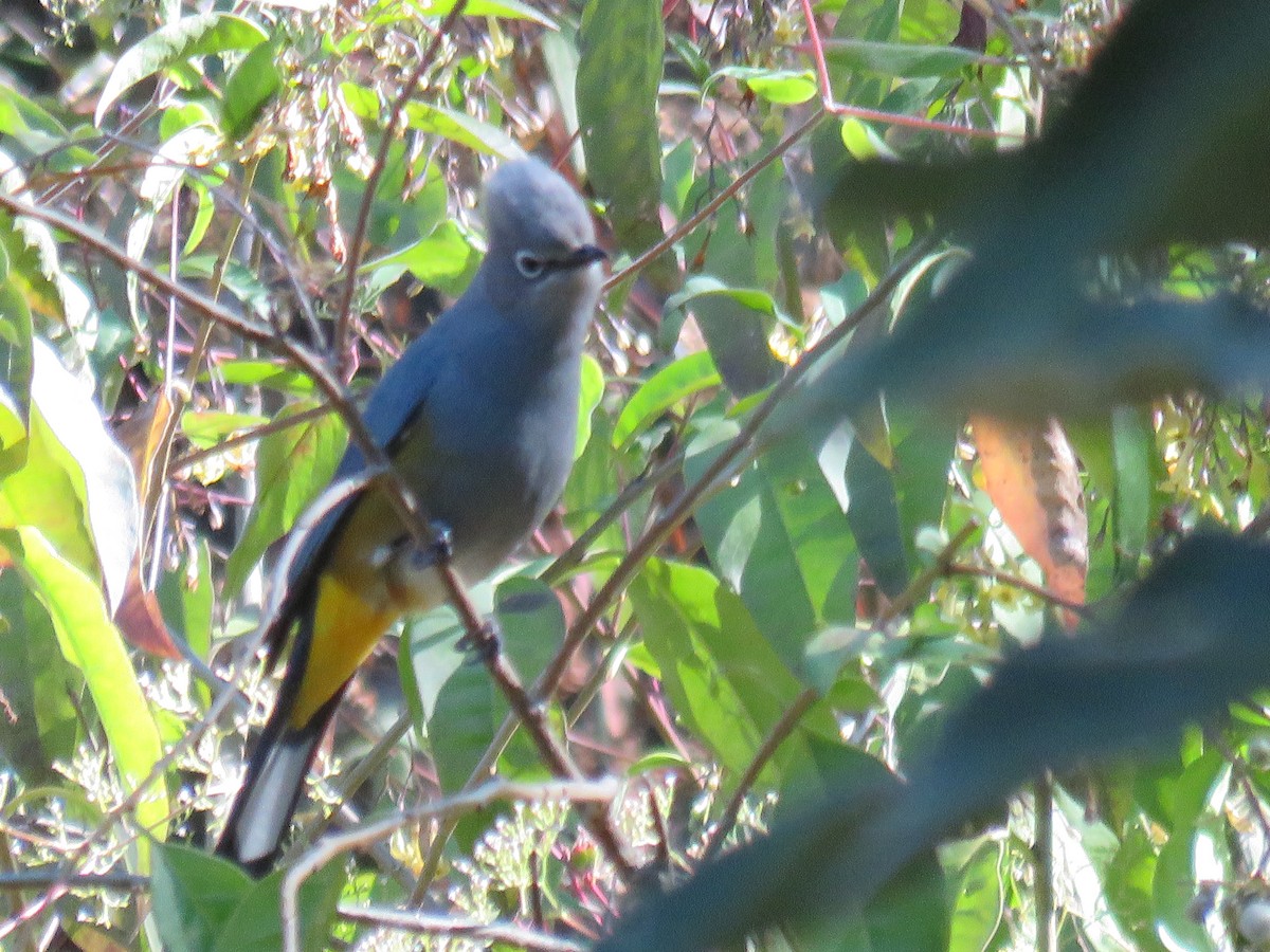 Grauseidenschnäpper - ML633394439