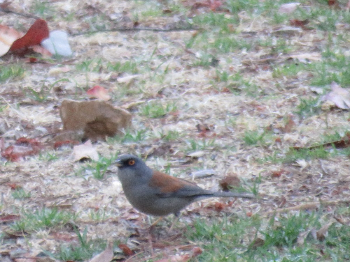 Rotrückenammer - ML633394462