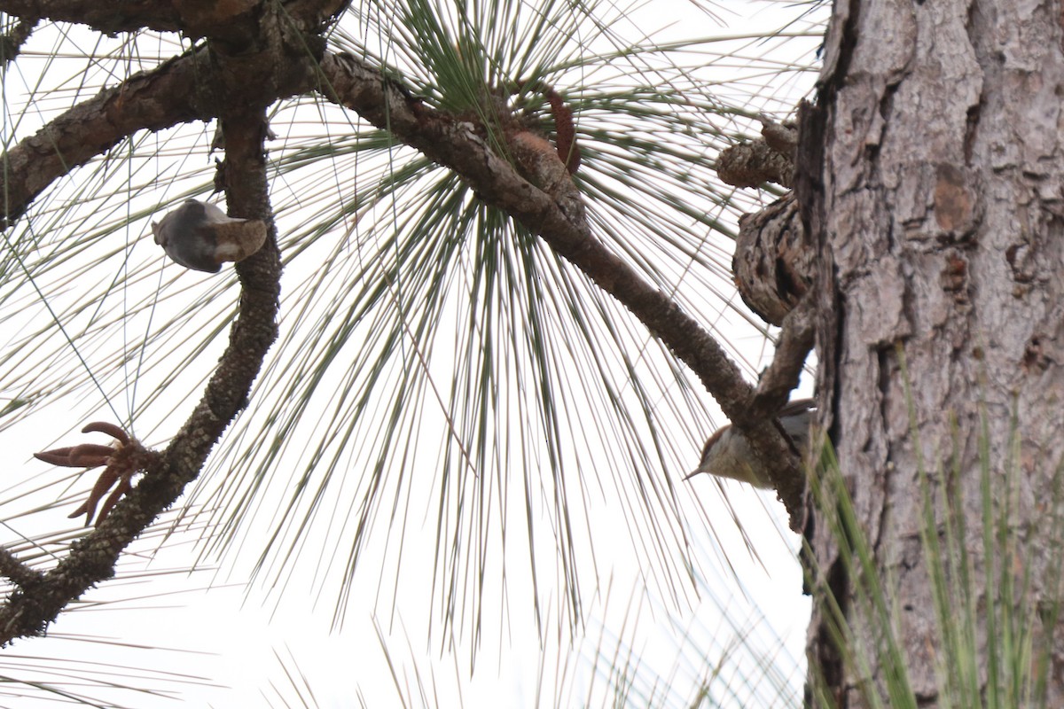Brown-headed Nuthatch - ML633394468