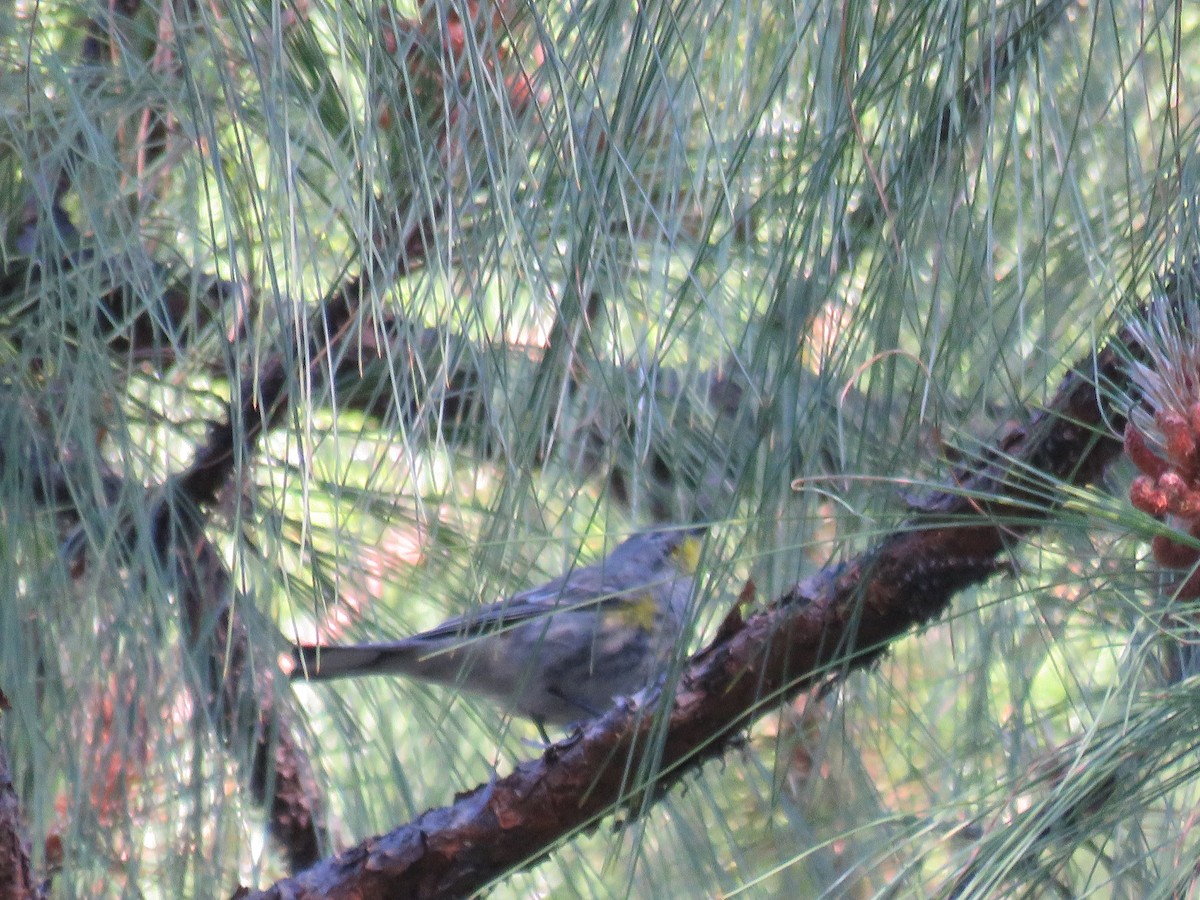 Kronenwaldsänger - ML633394490