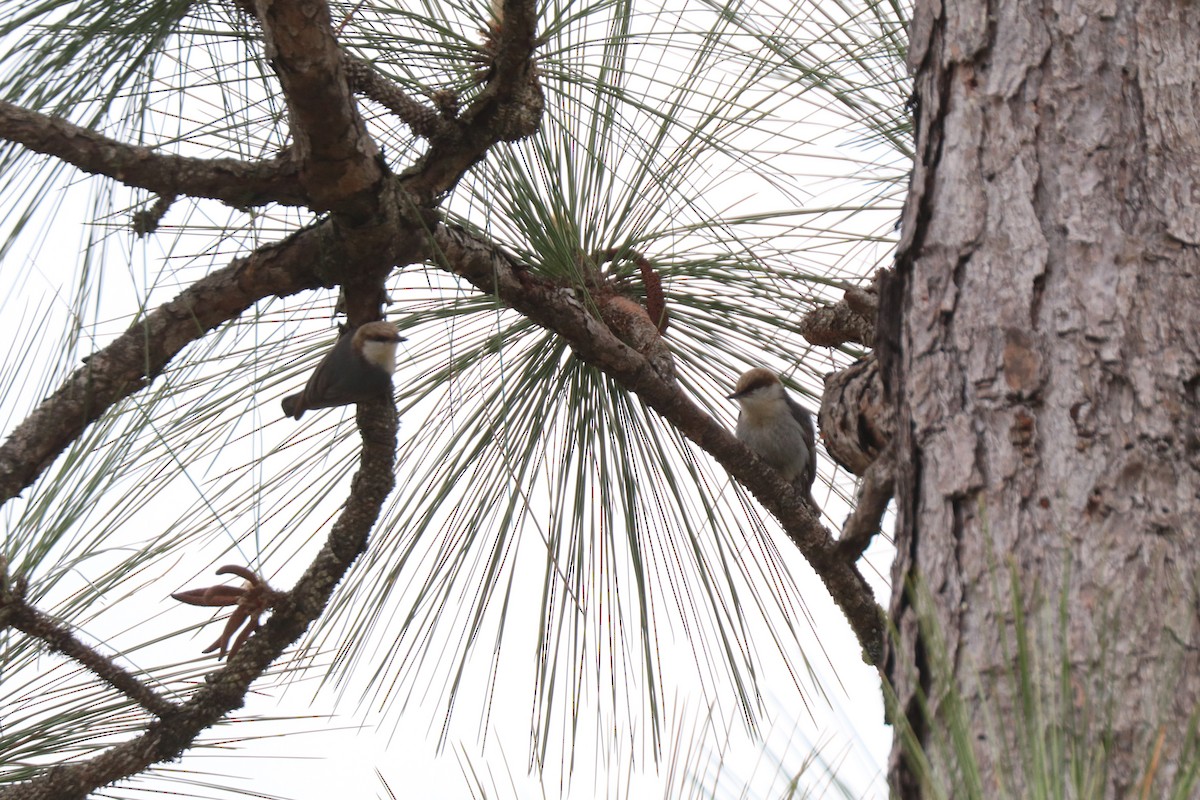 Brown-headed Nuthatch - ML633394491
