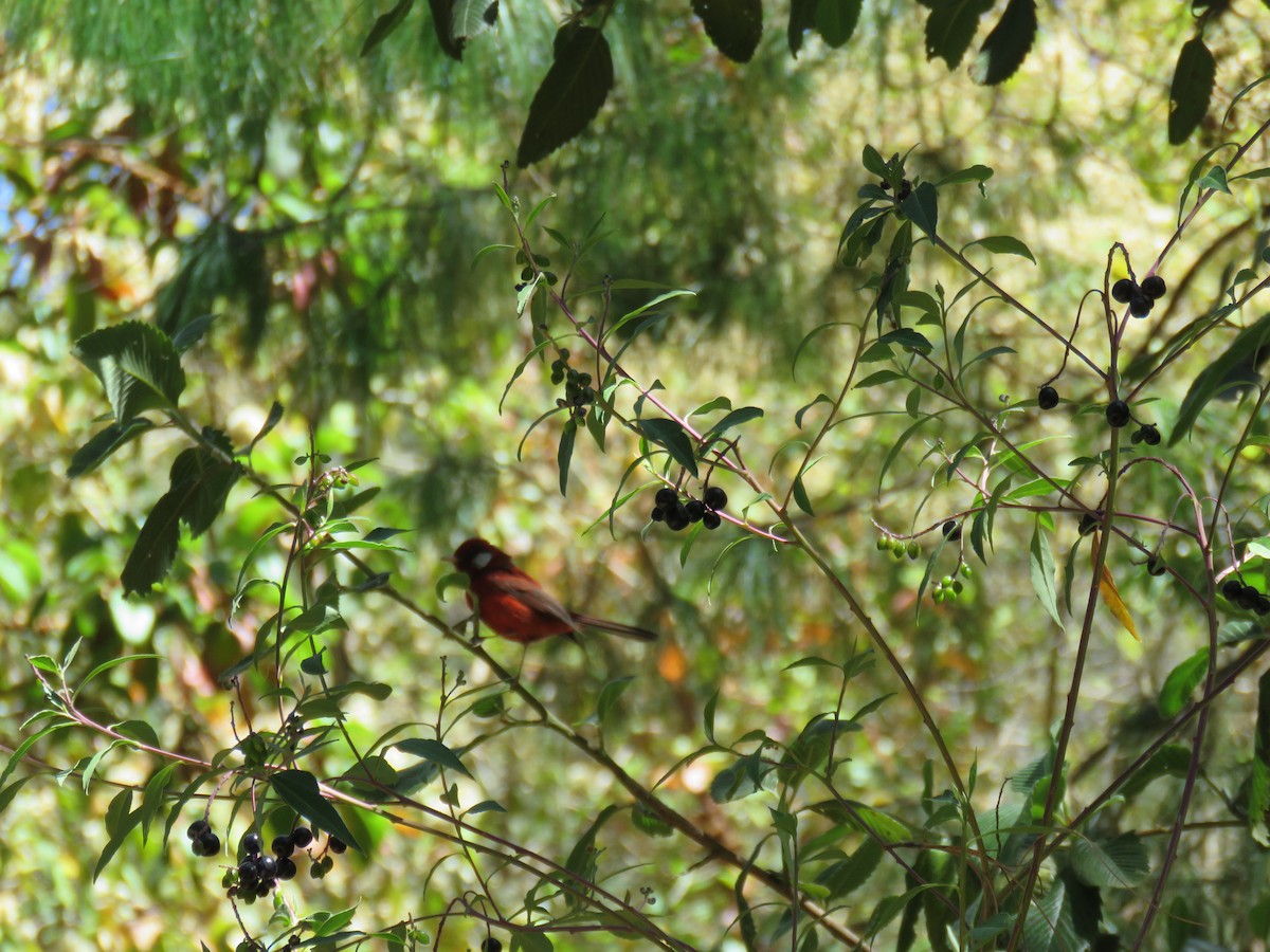 Purpurwaldsänger - ML633394508