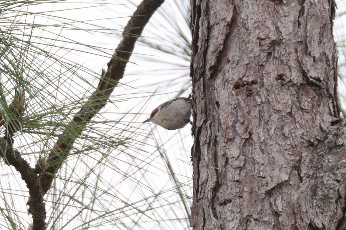 Brown-headed Nuthatch - ML633394514
