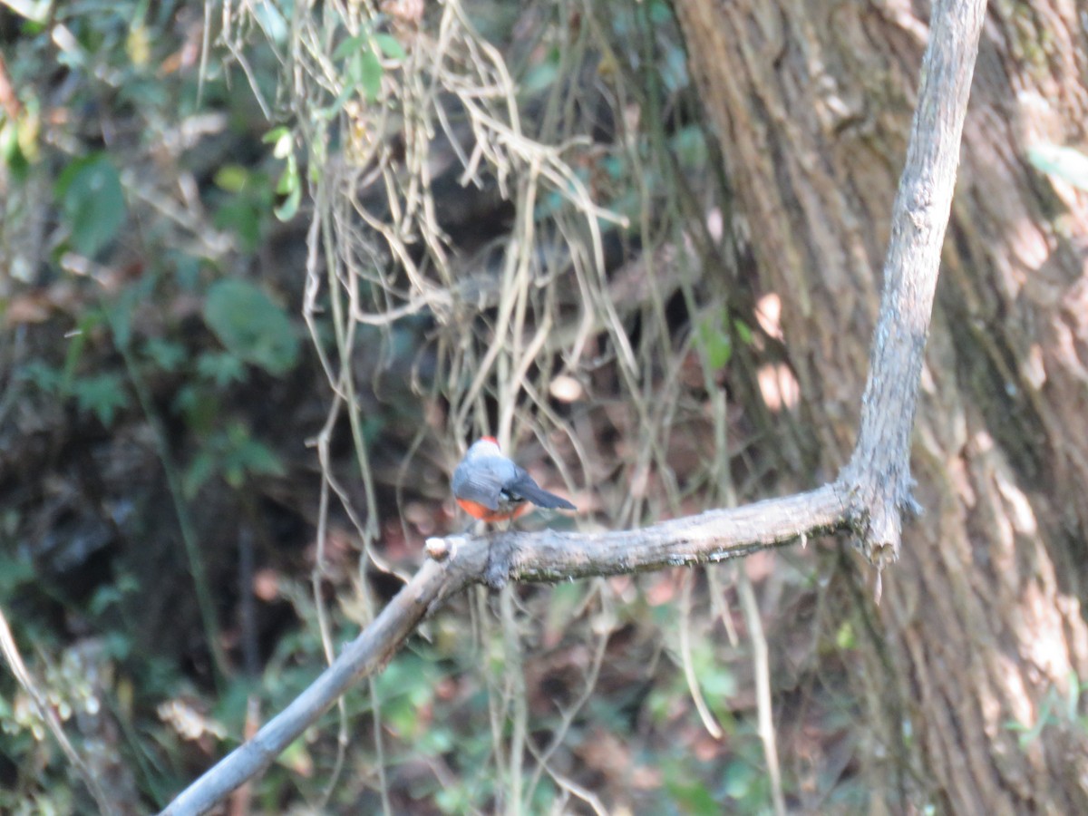 Larvenwaldsänger - ML633394517