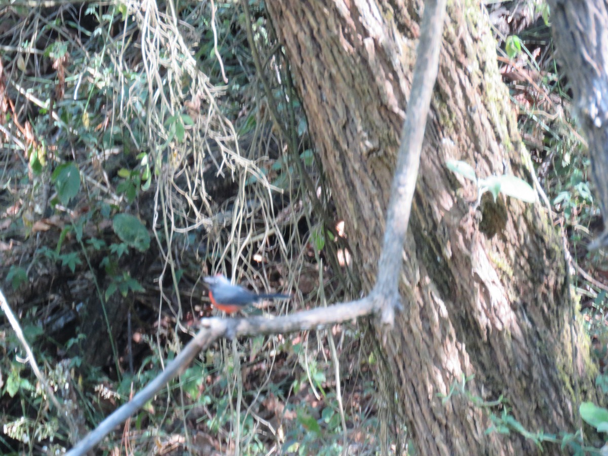 Larvenwaldsänger - ML633394518