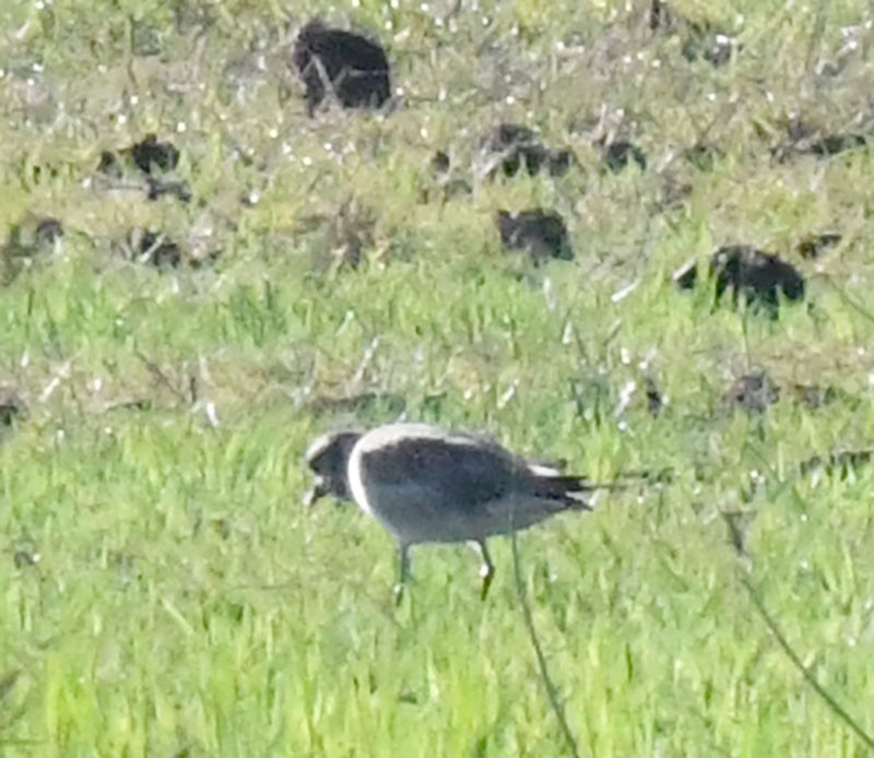 American Golden-Plover - ML633394519