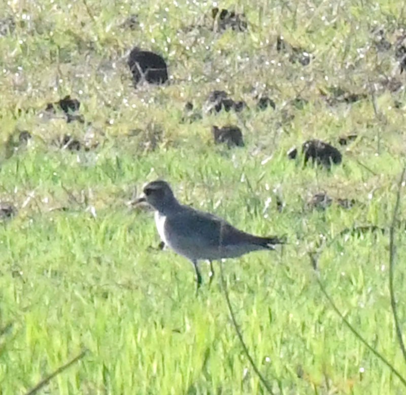 American Golden-Plover - ML633394520