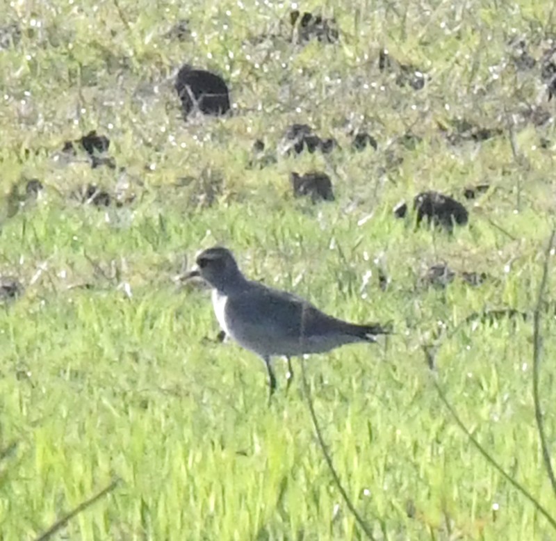 American Golden-Plover - ML633394521
