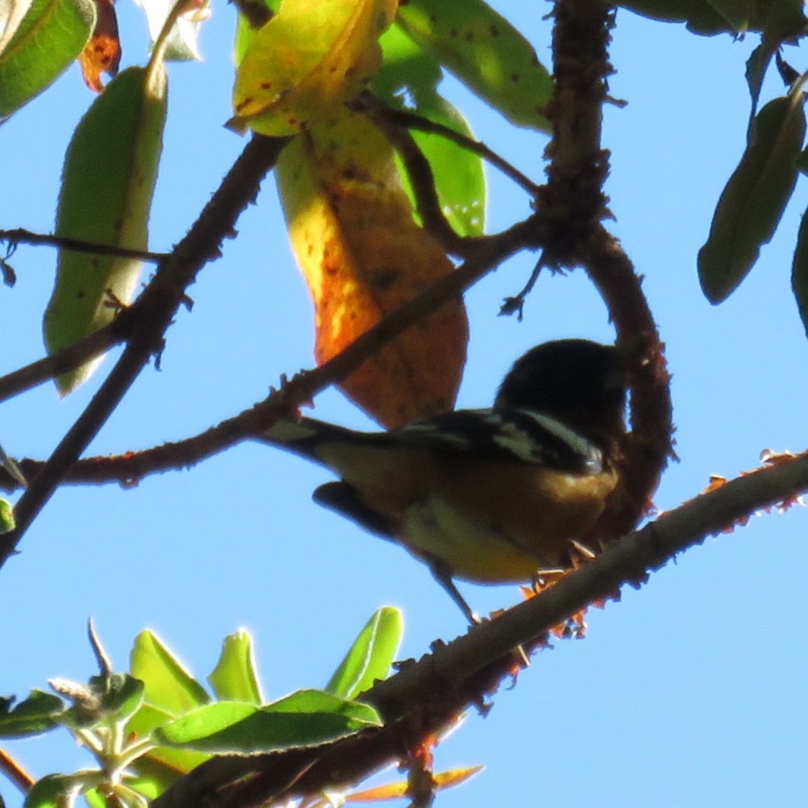 Schwarzkopf-Kernknacker - ML633394533