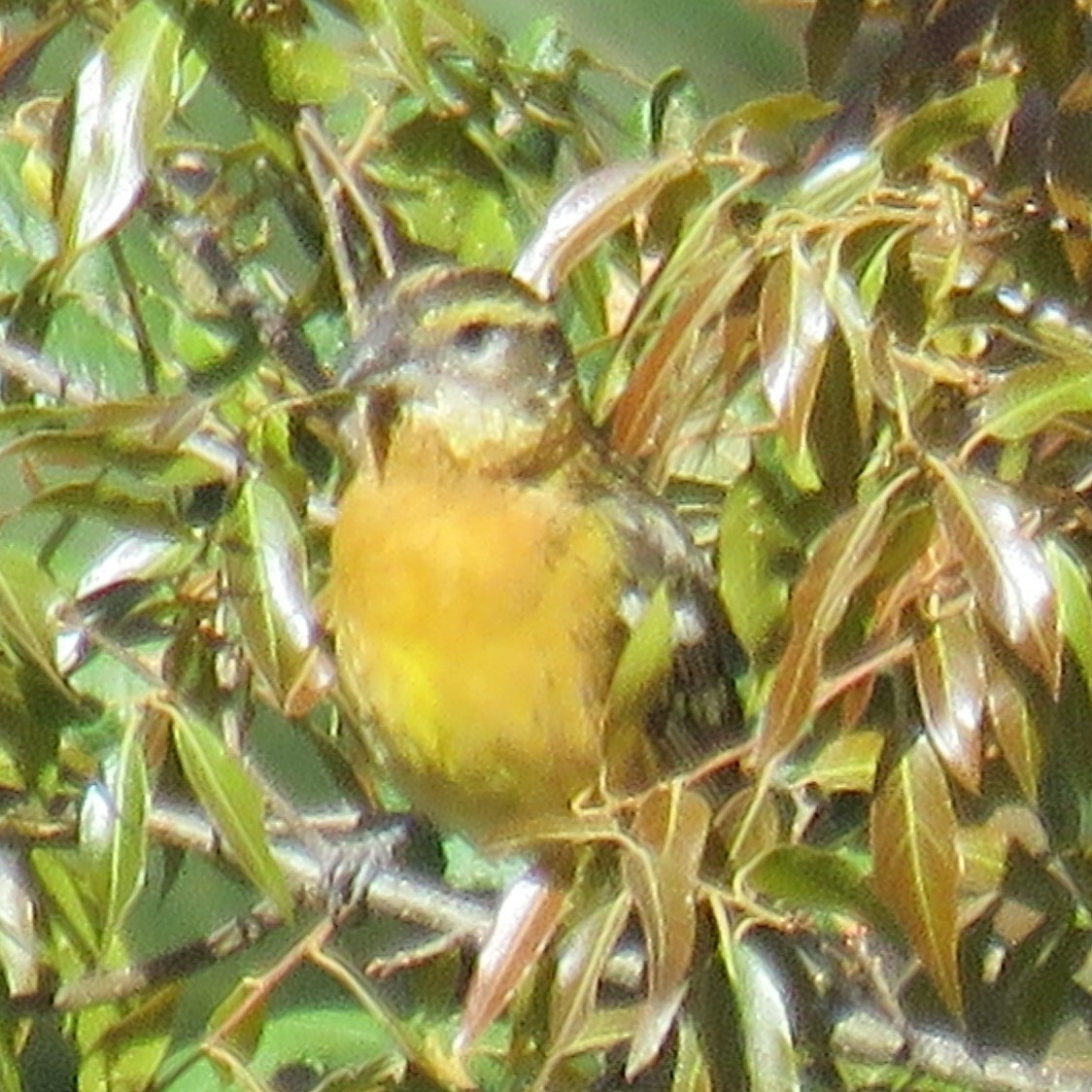 Schwarzkopf-Kernknacker - ML633394534