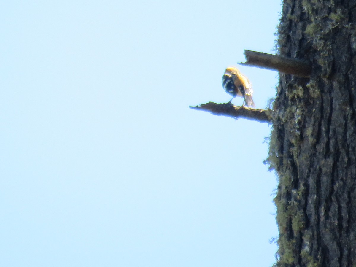 Schwarzkopf-Kernknacker - ML633394536