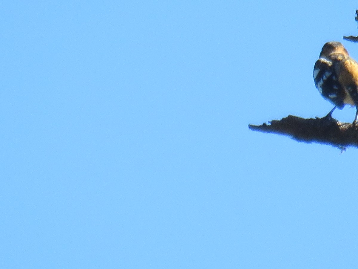 Schwarzkopf-Kernknacker - ML633394537