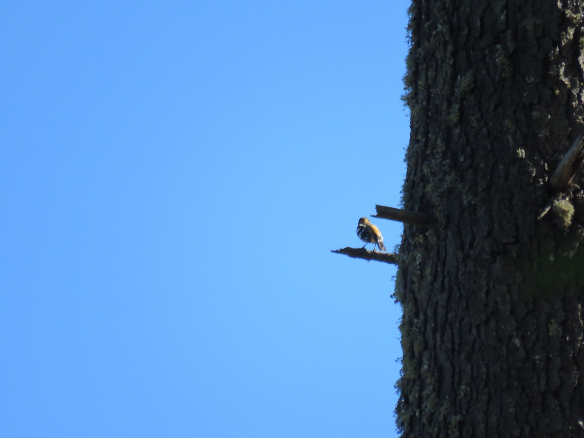 Schwarzkopf-Kernknacker - ML633394539