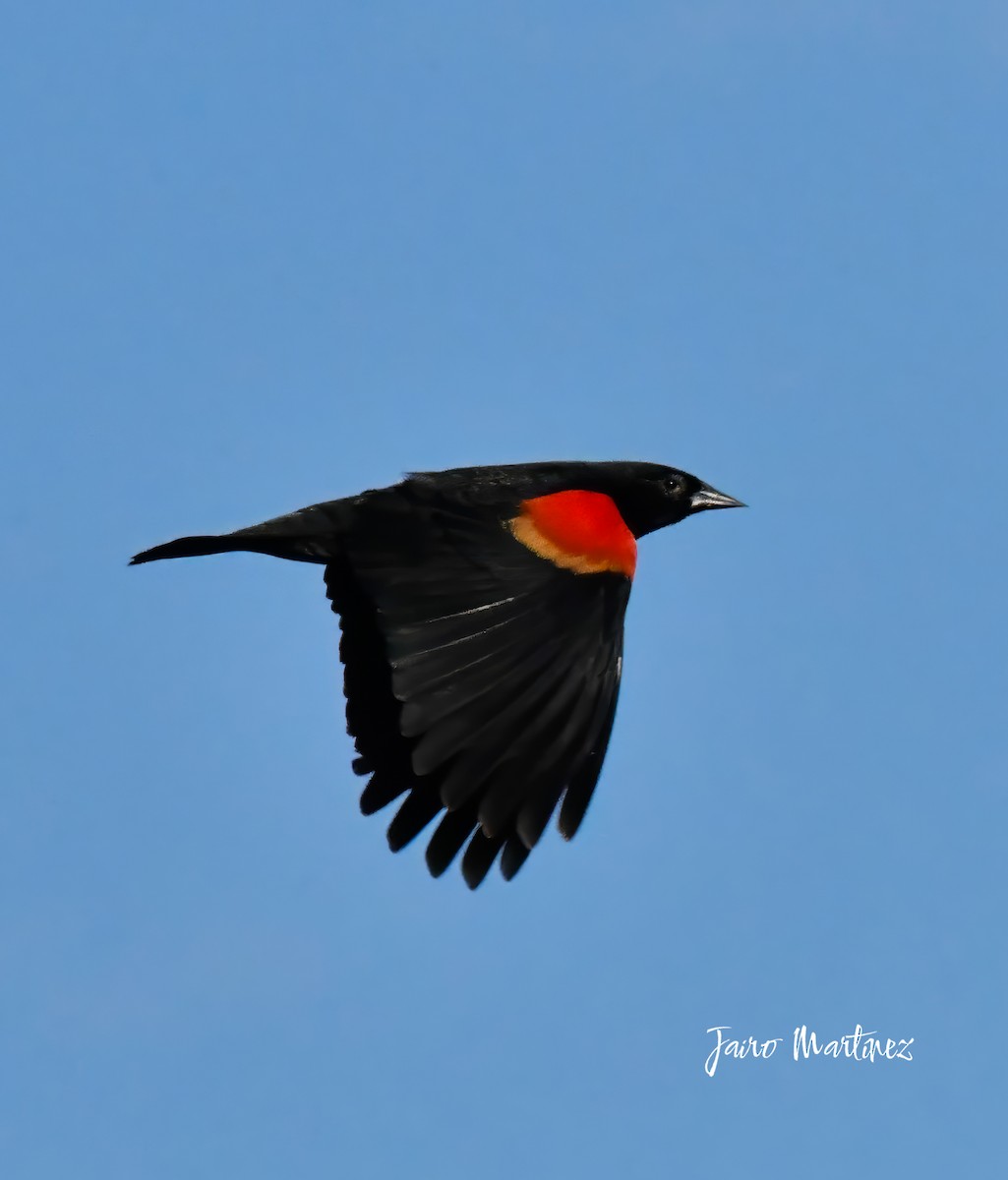 Red-winged Blackbird - ML633394540