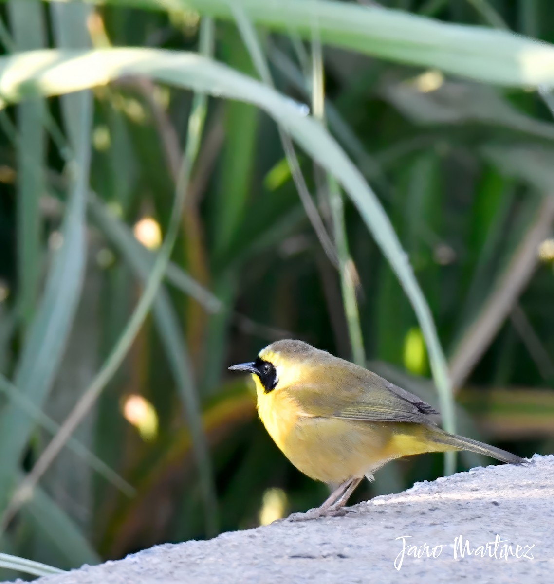 Common Yellowthroat - ML633394559