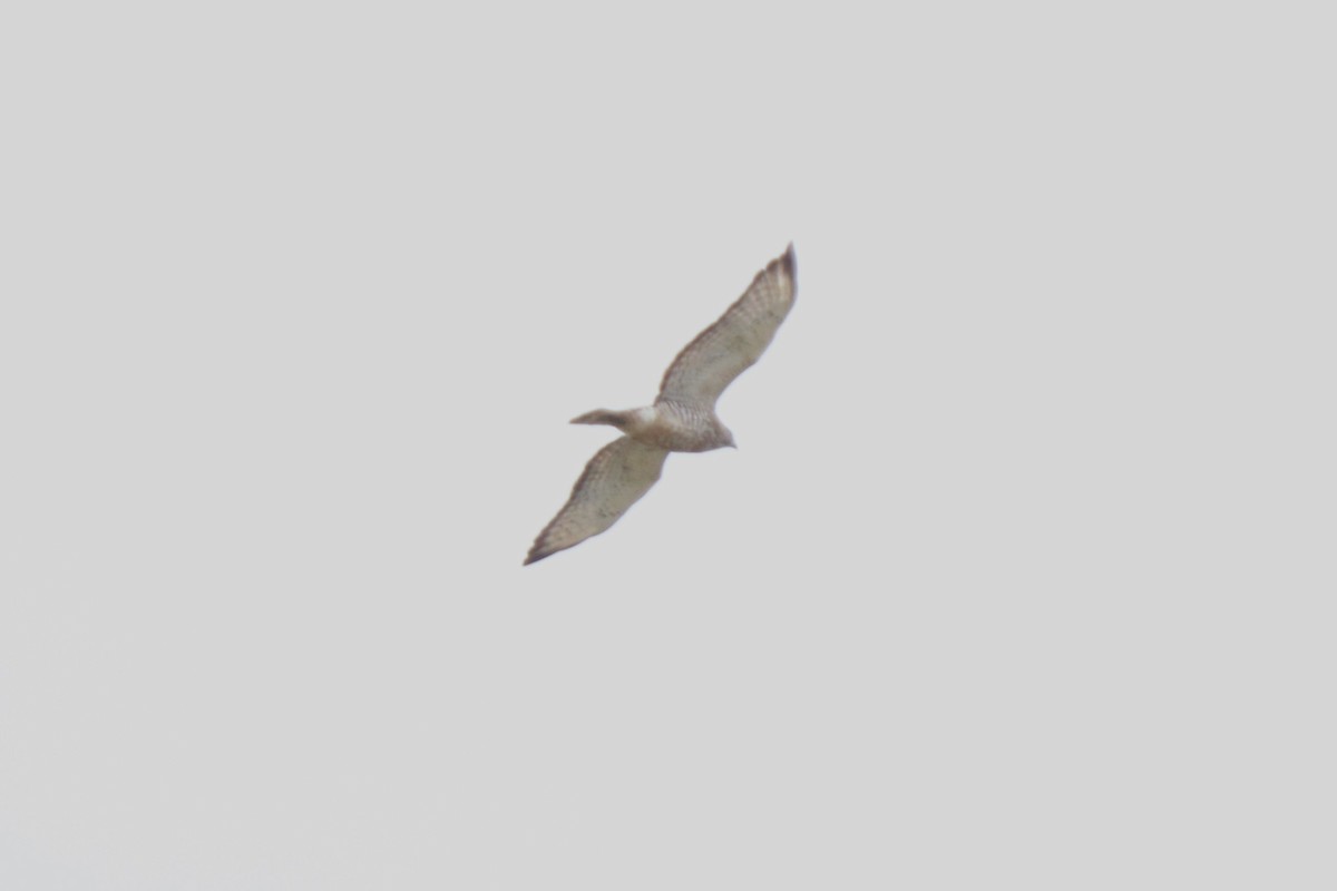 Broad-winged Hawk - ML633394572