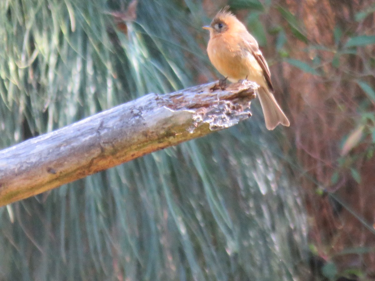 Gelbbauch-Schnäppertyrann - ML633394575