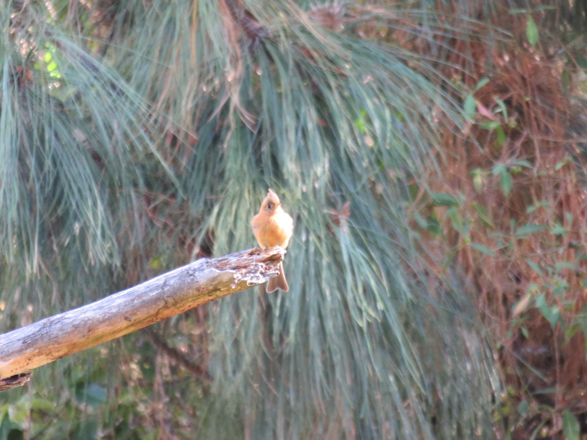 Gelbbauch-Schnäppertyrann - ML633394576