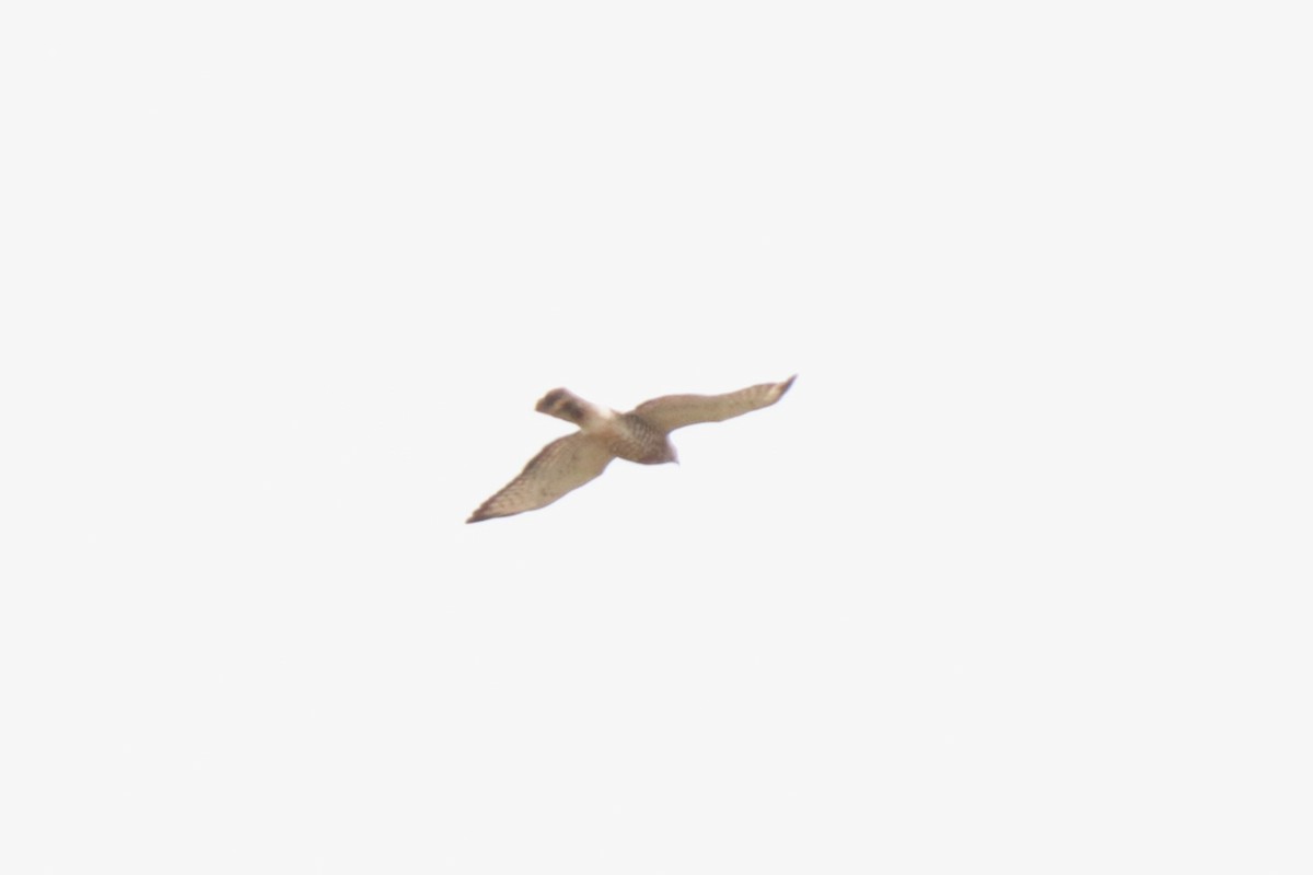 Broad-winged Hawk - ML633394590