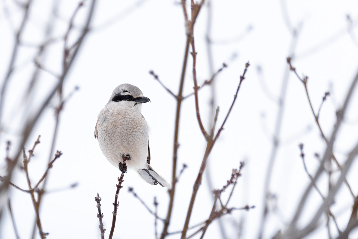 Northern Shrike - ML633394591
