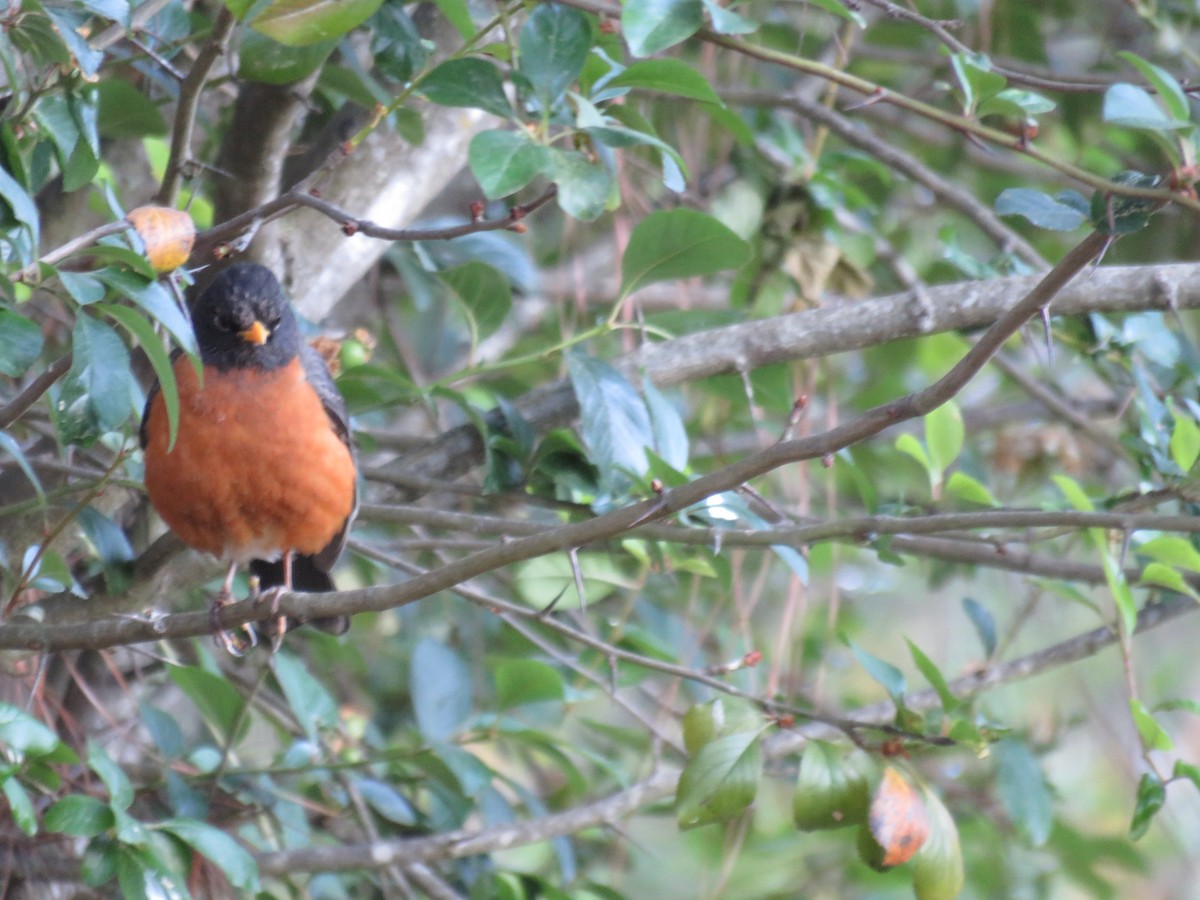 Wanderdrossel - ML633394718